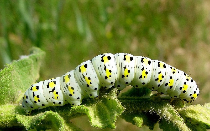 Bruchi: Cucullia verbasci, Saturnia pyri, Acherontia atropos